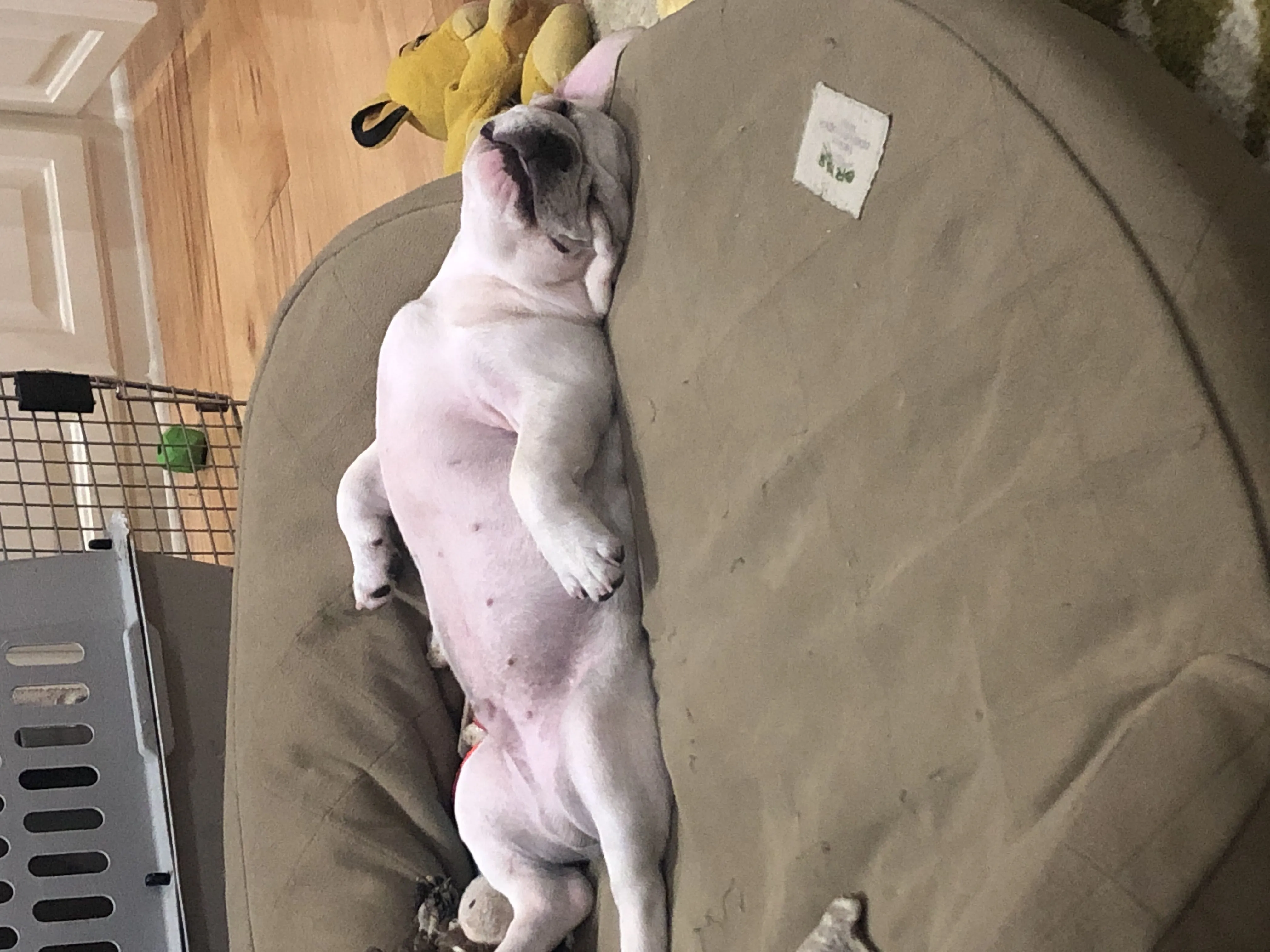 Lazy Frenchie.JPG