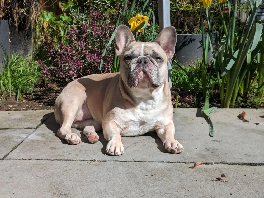 Leia French bulldog boas.jpg