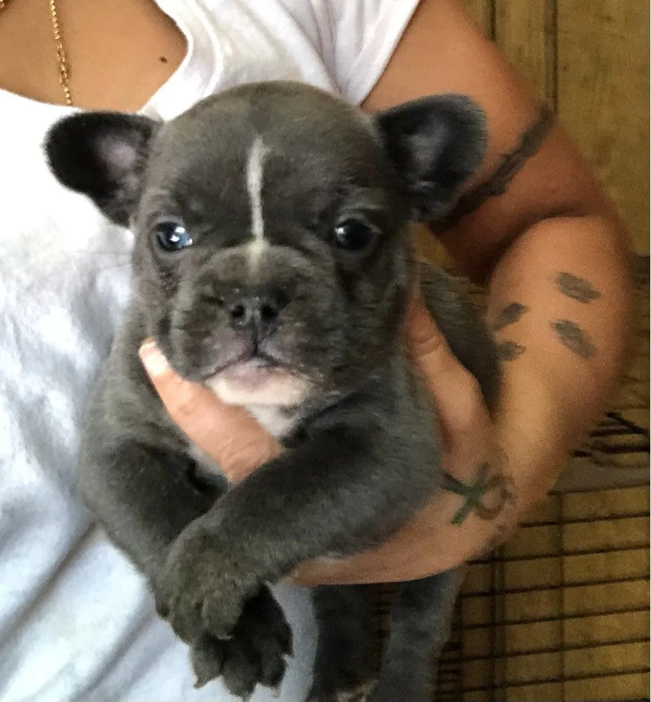 Littermate 3.jpg