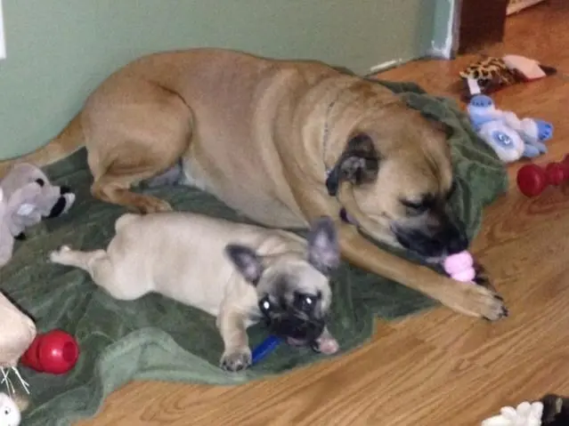 Marg and Mac sharing a good chew together. He licked her small kong better than his