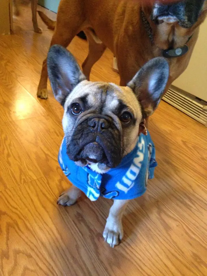 Margie in her new sweater 7 months old