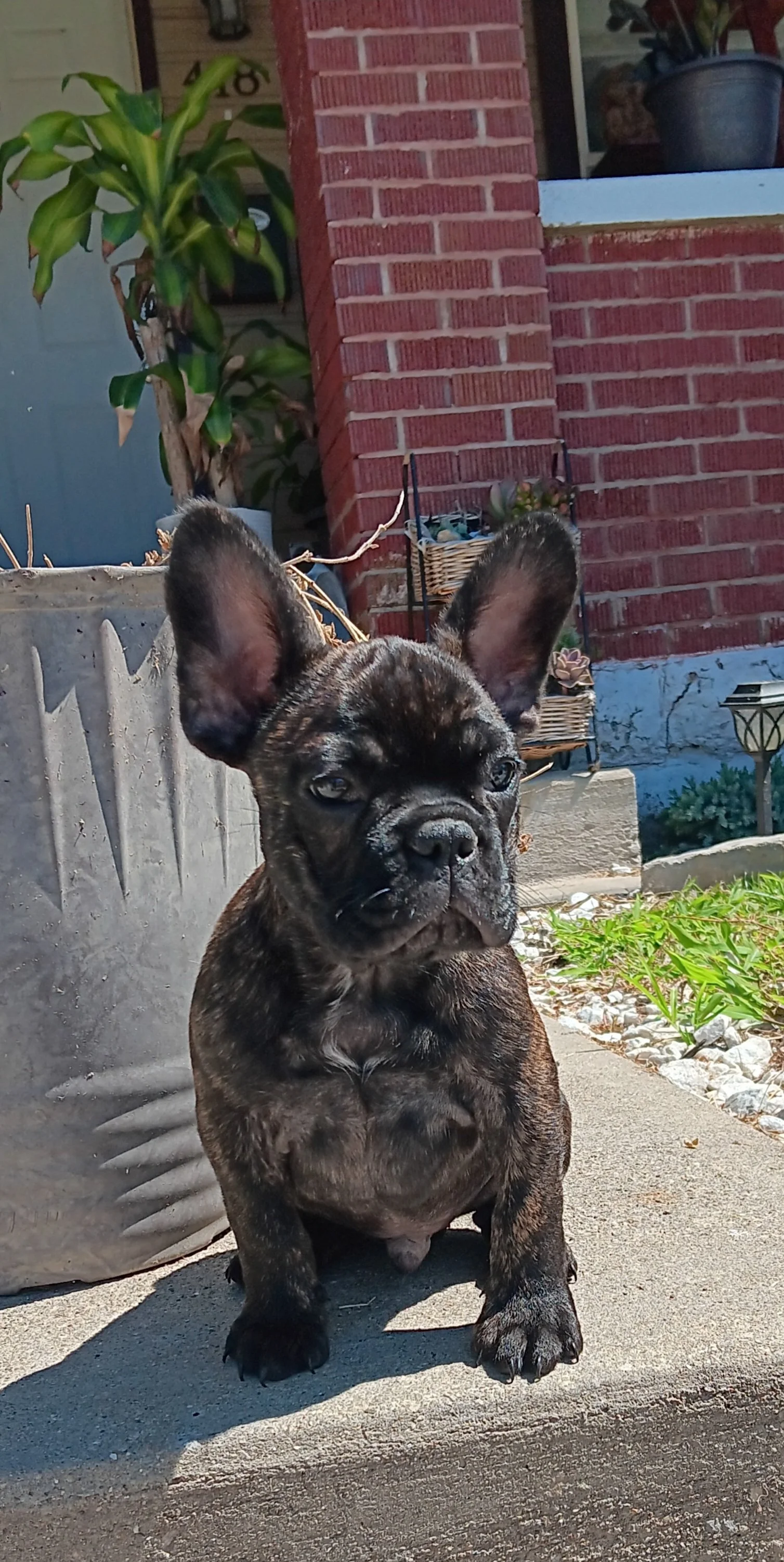 Moose