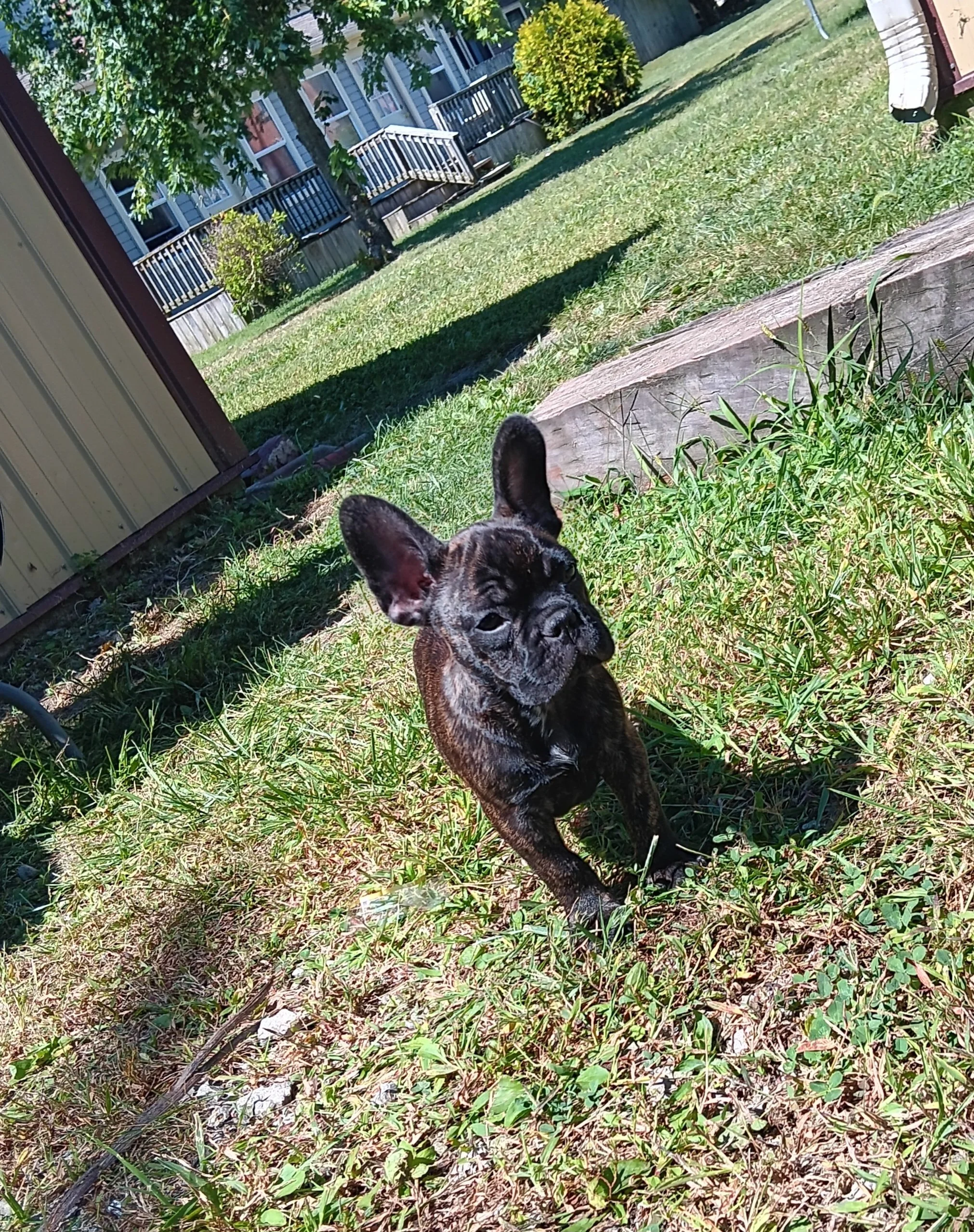Moose