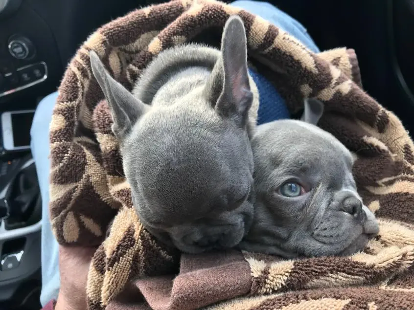 Ozzy and Moo