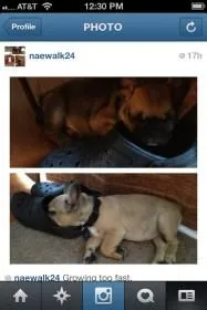 Papi is growing so fast!
