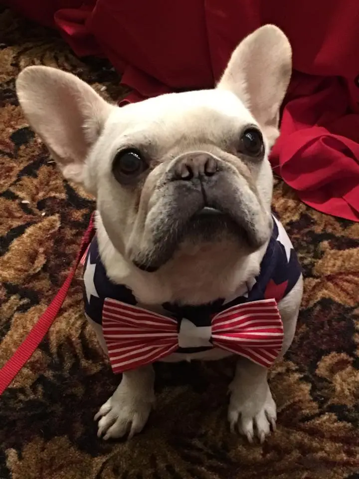 patrioticbowtie.jpg