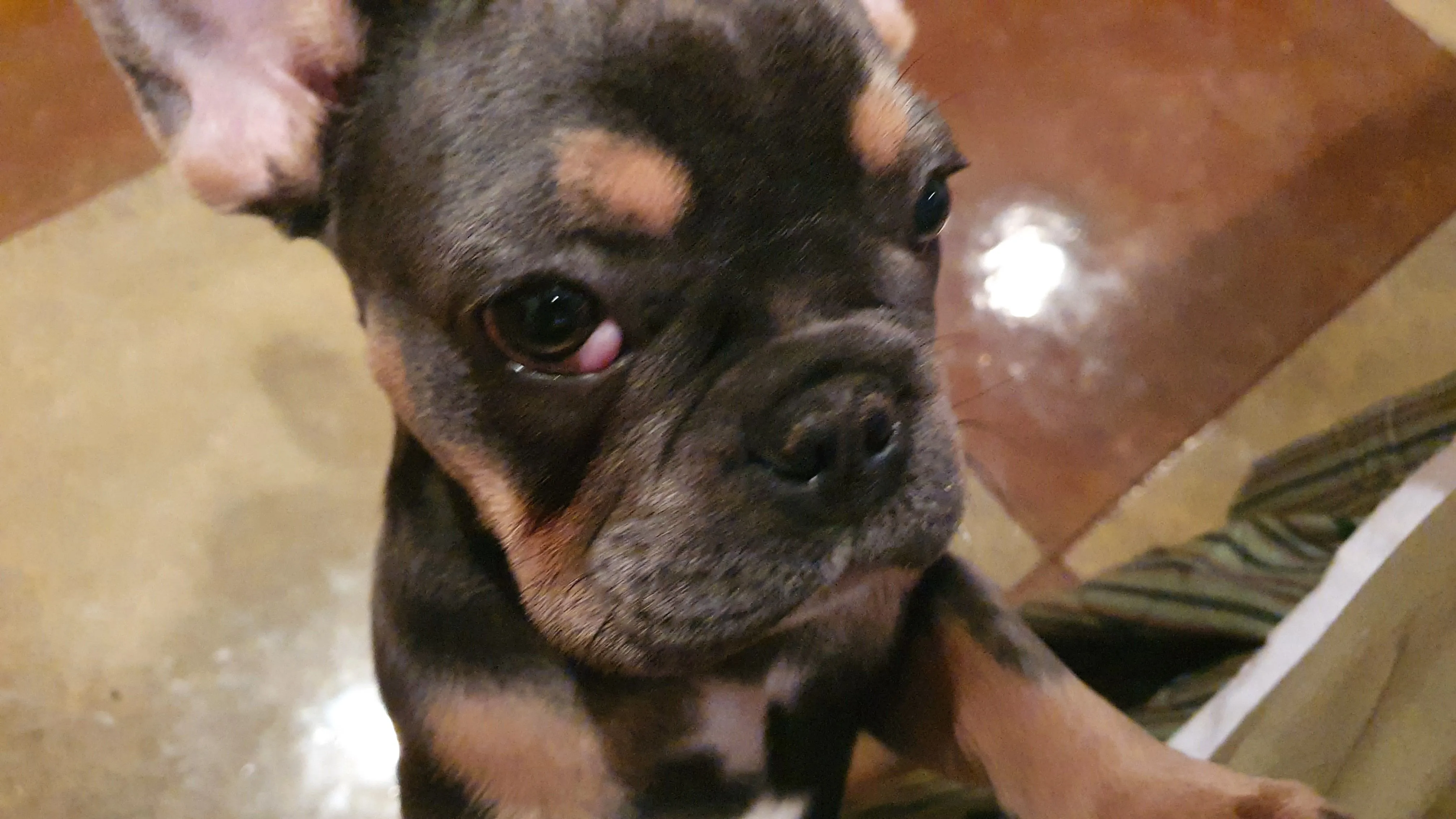PeepNut.Cherry Eye.Before Surgery.jpg