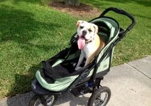 Pet-Jogging-Stroller2-300x210.jpg