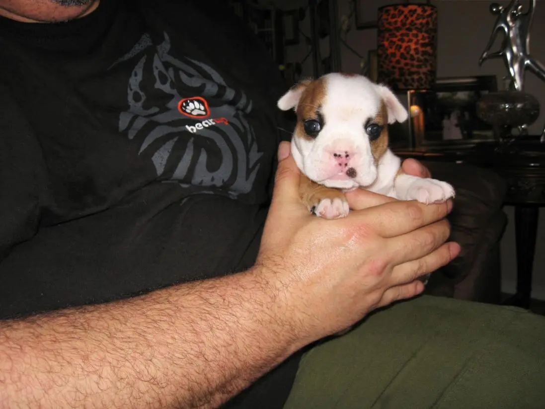 puppy 009