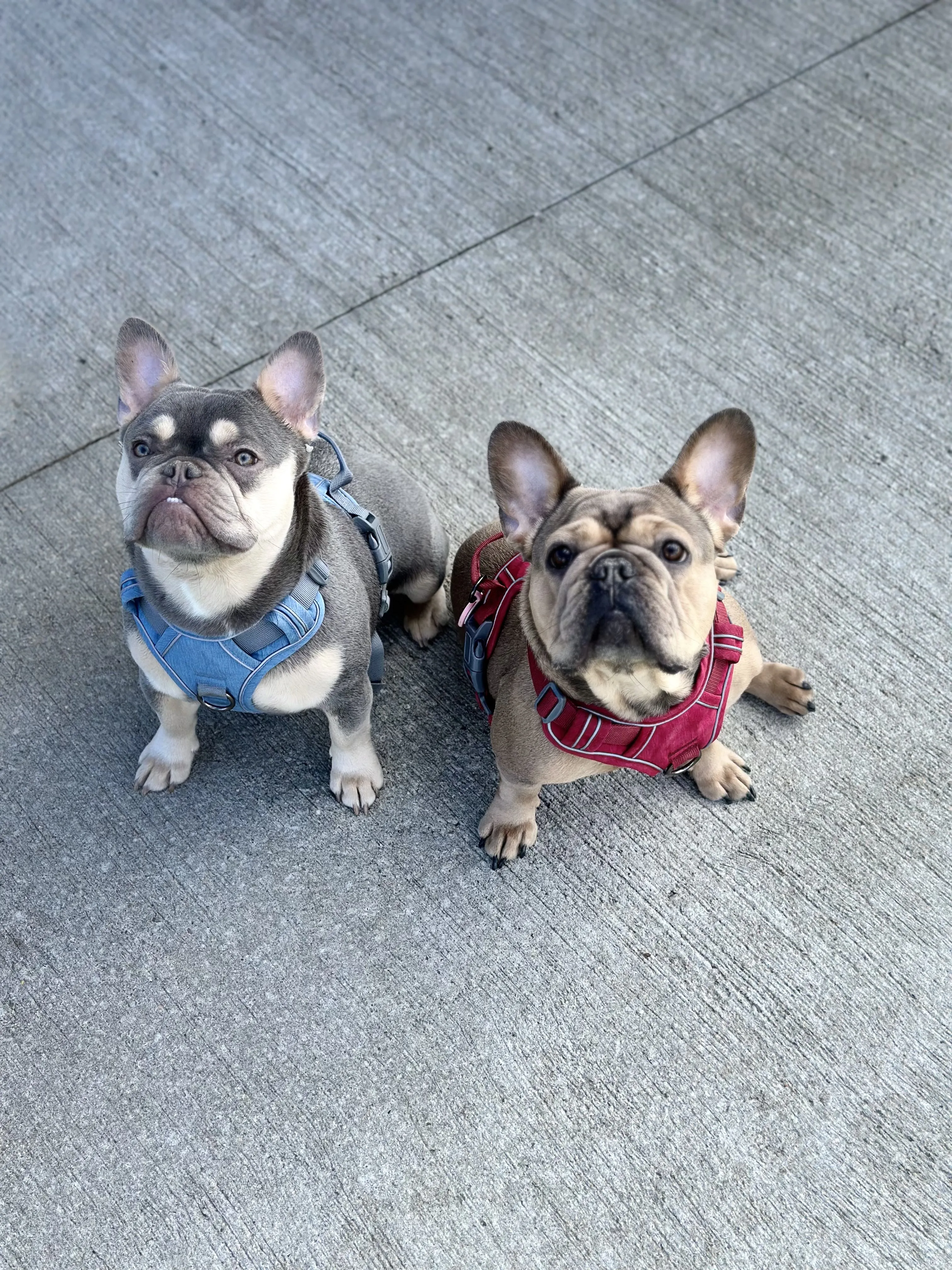 Rae And Honcho