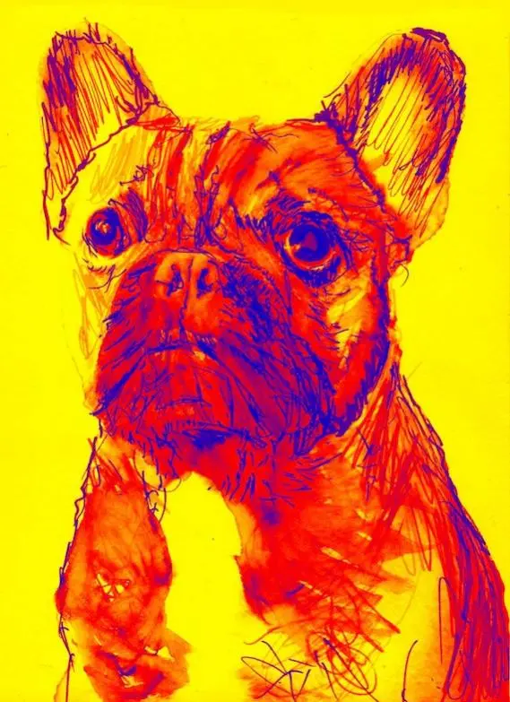 red yellow frenchie.jpg