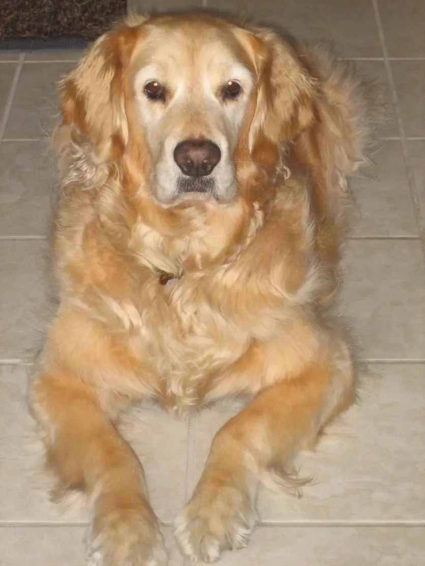RIP my Baby Boy!