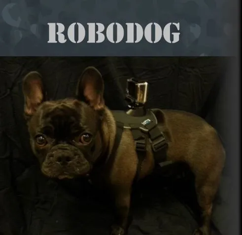 robodog_plain.JPG