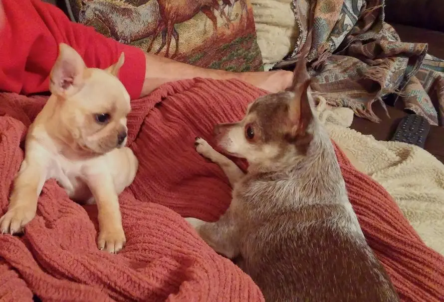 ROSIE and KOKO