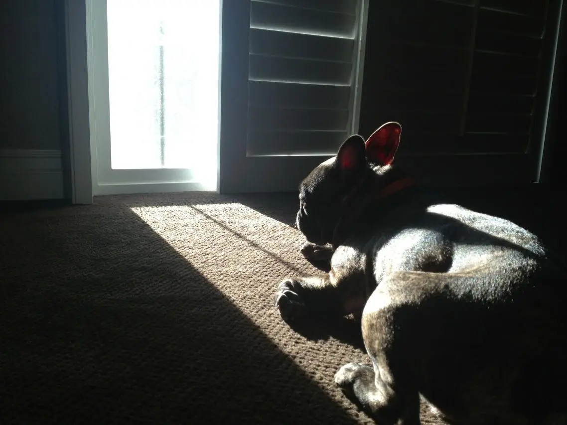 Soaking up the hot desert morning sun