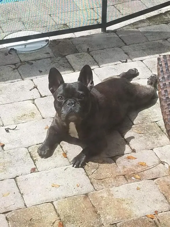 Sofi tanning!.jpg