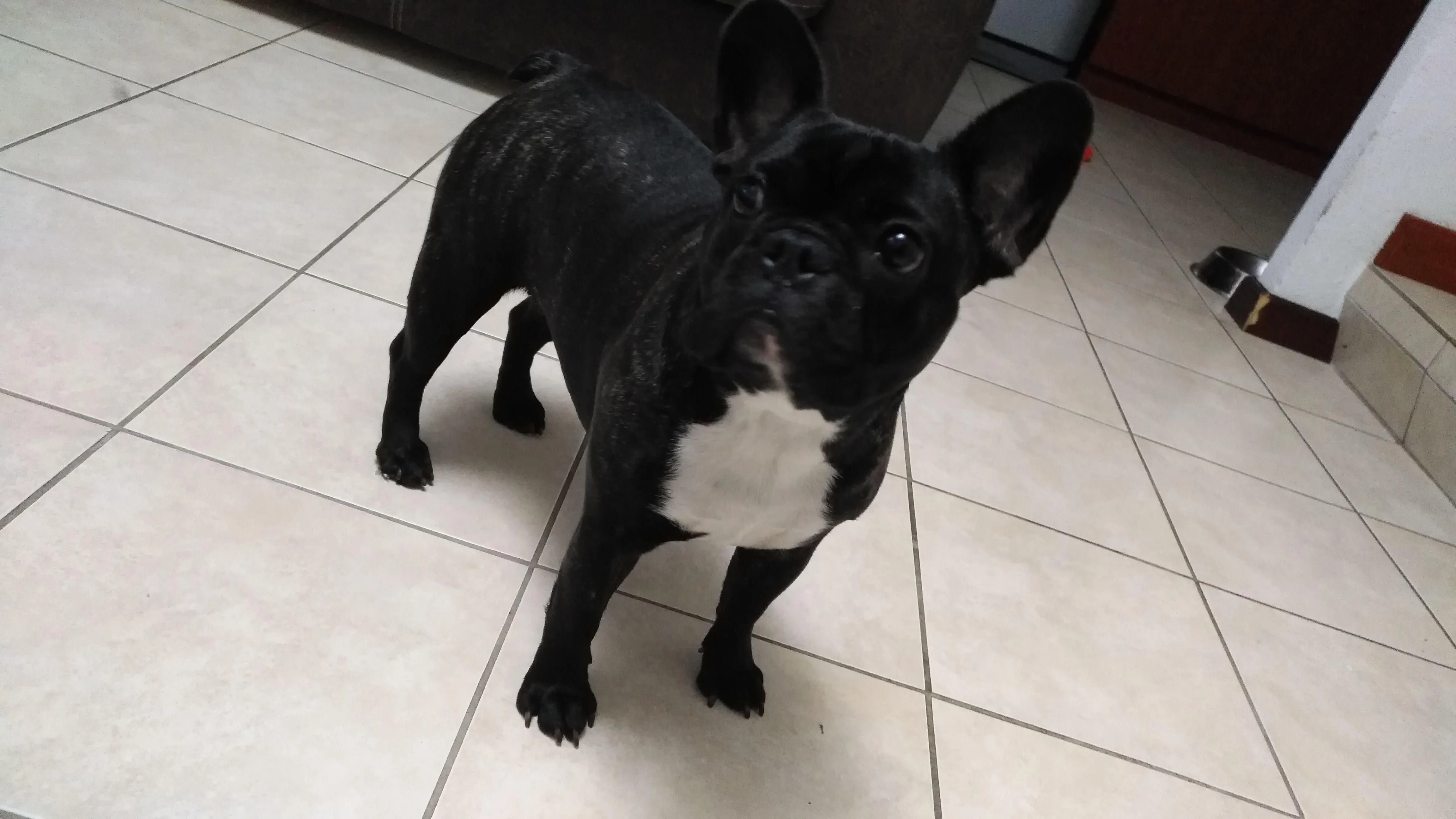 Stella 01.jpg