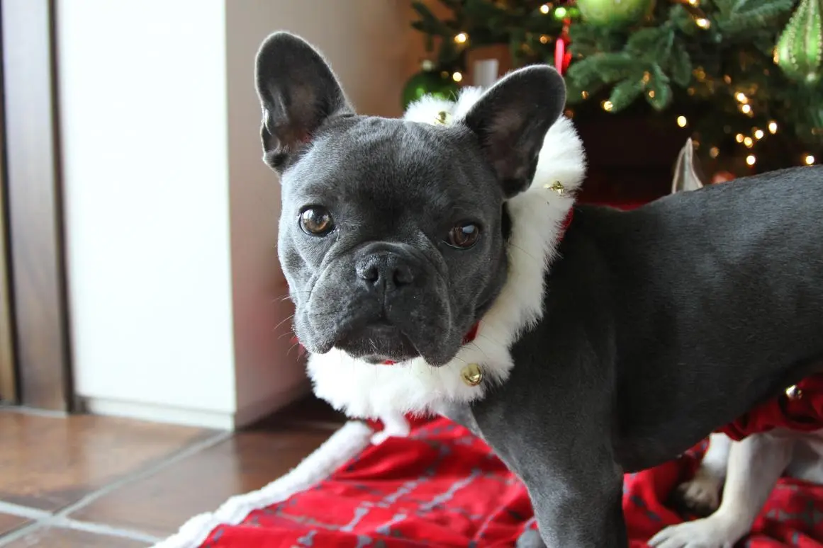 Stella actually holding still!