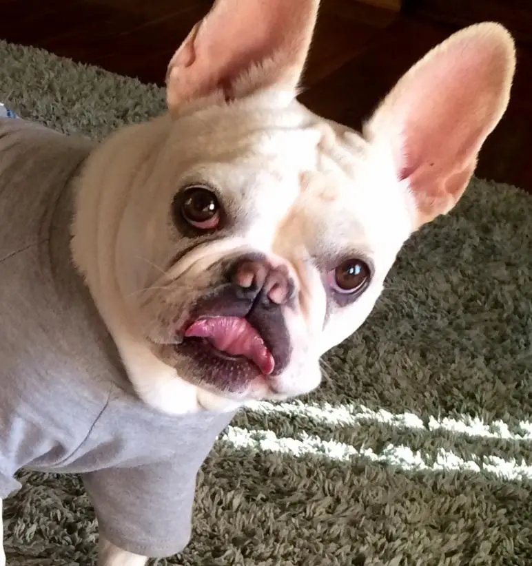 Stella, up close, 4 years old