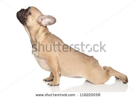 stock-photo-dog-in-yoga-pose-french-bulldog-pup-on-a-white-background-116220058.jpg