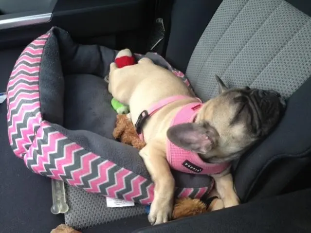 Taking a snooze on our way to a camping trip.