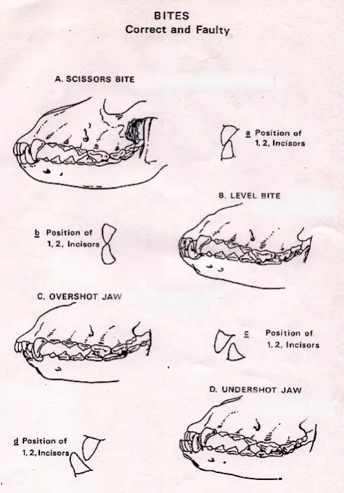 Teeth3.jpg