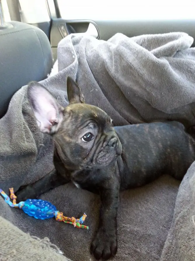 the car ride home