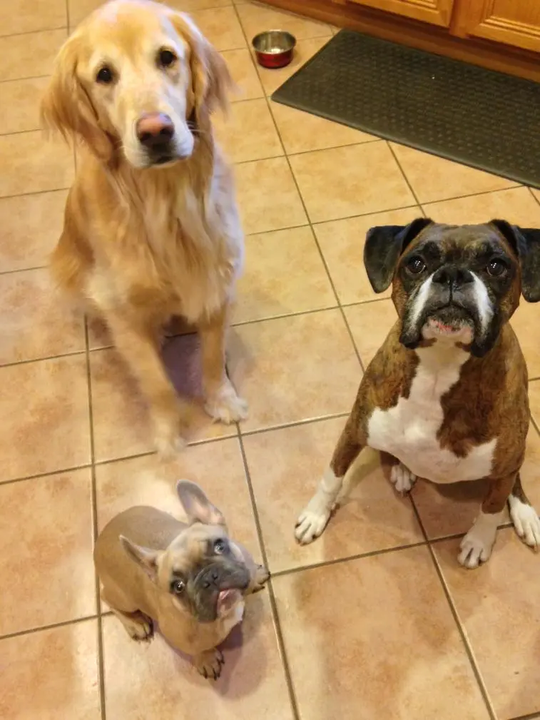 The Pack.