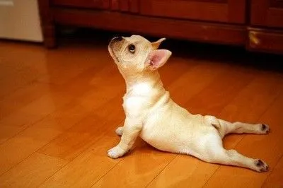 up-dog-yoga.jpg