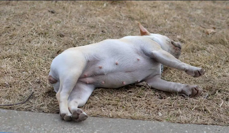 violet laying down_edited-2.jpg