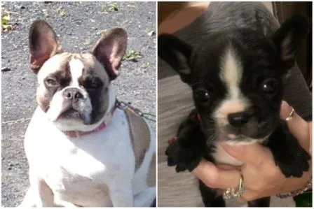 Web page Tikka and new pup.jpg