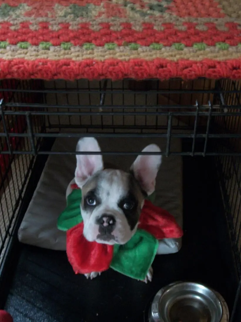Yogi Christmas 2.jpg