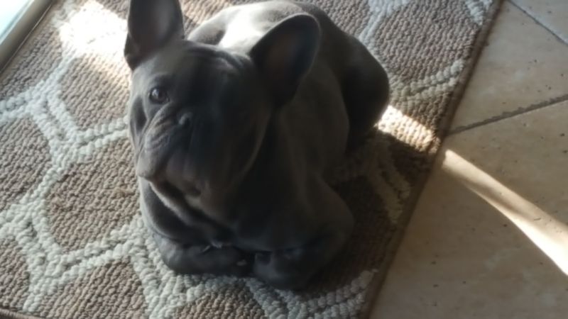 CharlieMloaf_zpsr99mdiq0.jpg