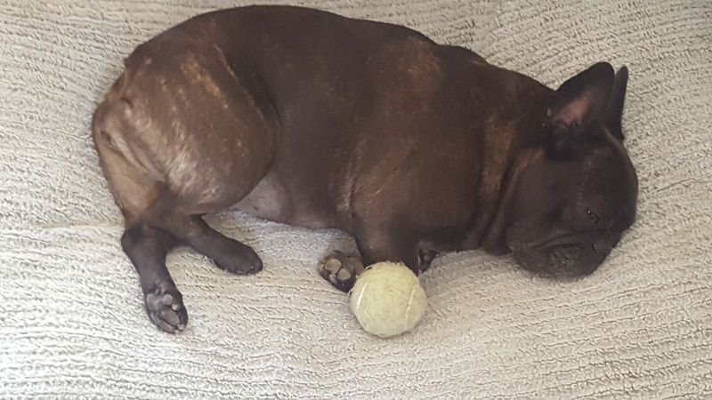 Sofi%20snooze_zpszyusjz4o.jpg